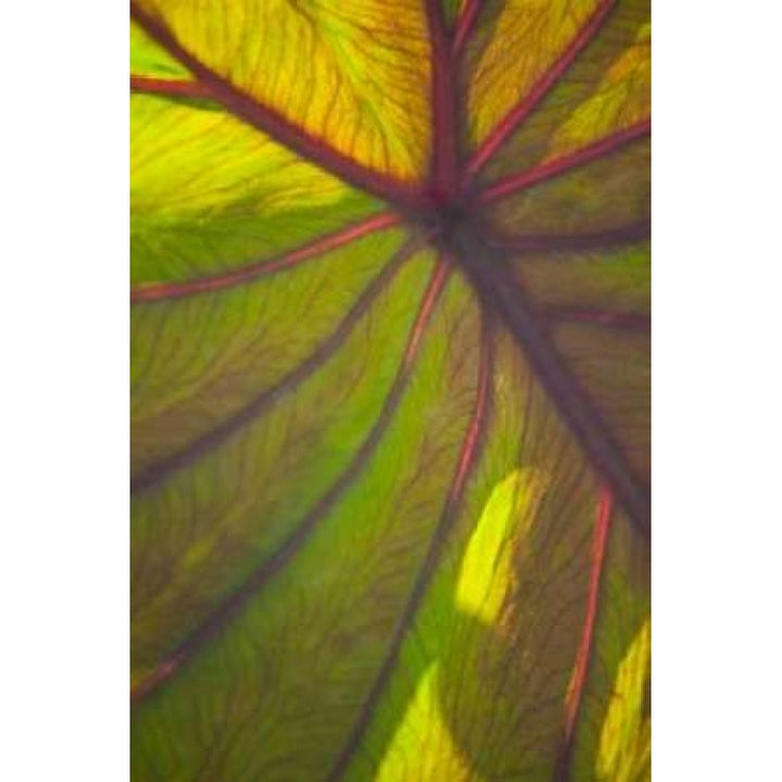 Sun in the Leaves II Poster Print by Karyn Millet-VARPDXPSMLT213 Image 2