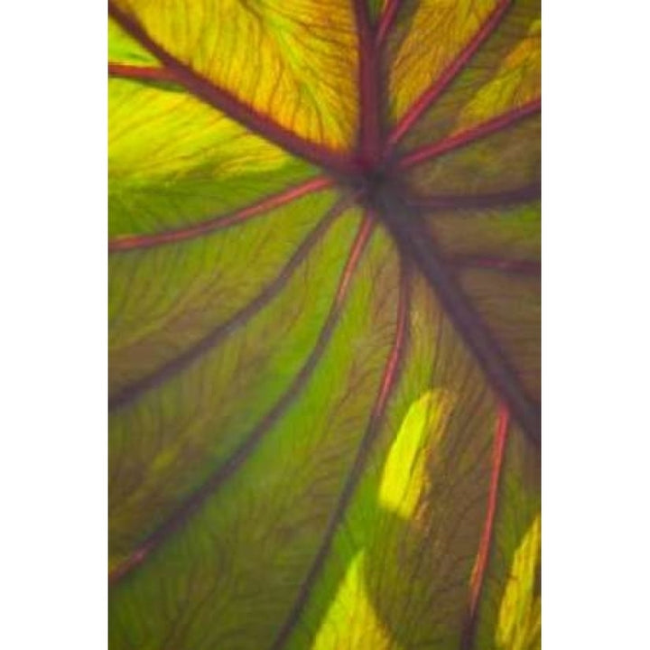 Sun in the Leaves II Poster Print by Karyn Millet-VARPDXPSMLT213 Image 1