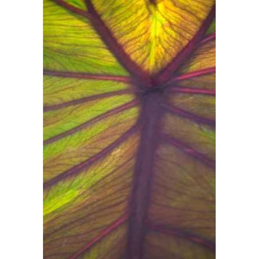 Sun in the Leaves I Poster Print by Karyn Millet-VARPDXPSMLT212 Image 1