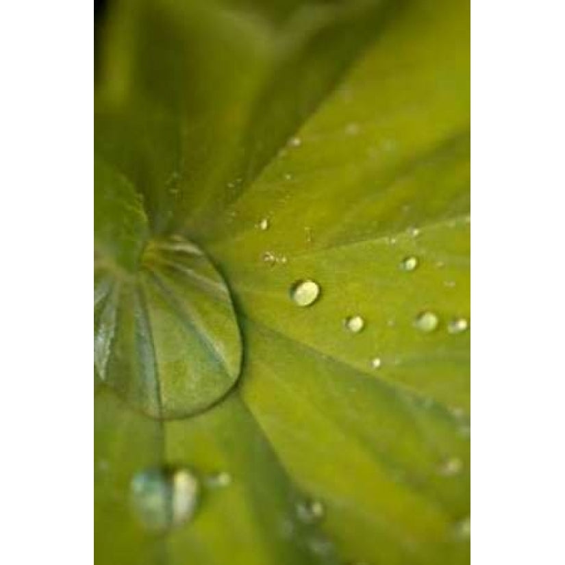 Tropical Leaves I Poster Print by Karyn Millet-VARPDXPSMLT216 Image 2