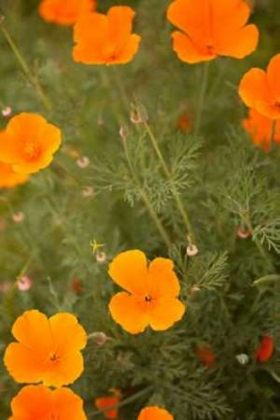 California Poppies I Poster Print by Karyn Millet-VARPDXPSMLT234 Image 1