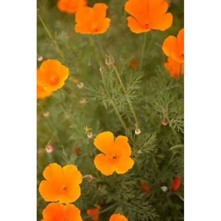 California Poppies I Poster Print by Karyn Millet-VARPDXPSMLT234 Image 2