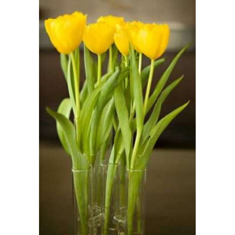 Yellow Tulips Poster Print by Karyn Millet-VARPDXPSMLT258 Image 1