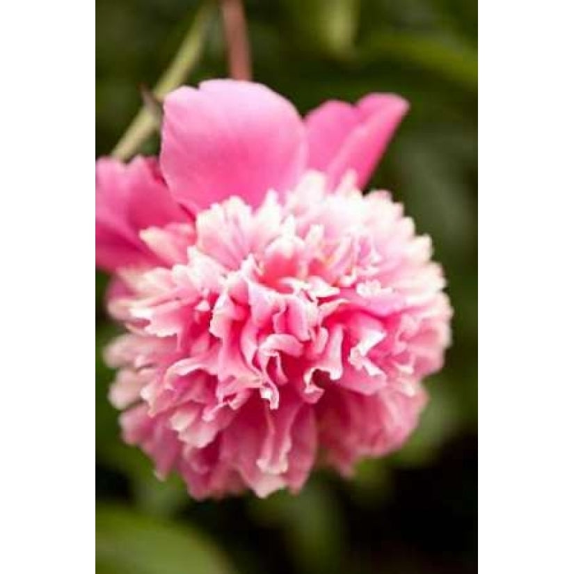 Pink Peony I Poster Print by Karyn Millet-VARPDXPSMLT254 Image 2