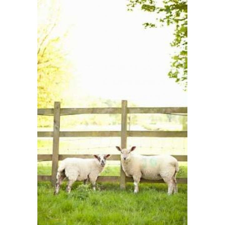 Pasture Sheep I Poster Print by Karyn Millet-VARPDXPSMLT293 Image 1