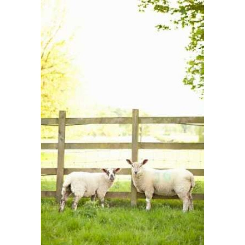 Pasture Sheep I Poster Print by Karyn Millet-VARPDXPSMLT293 Image 2