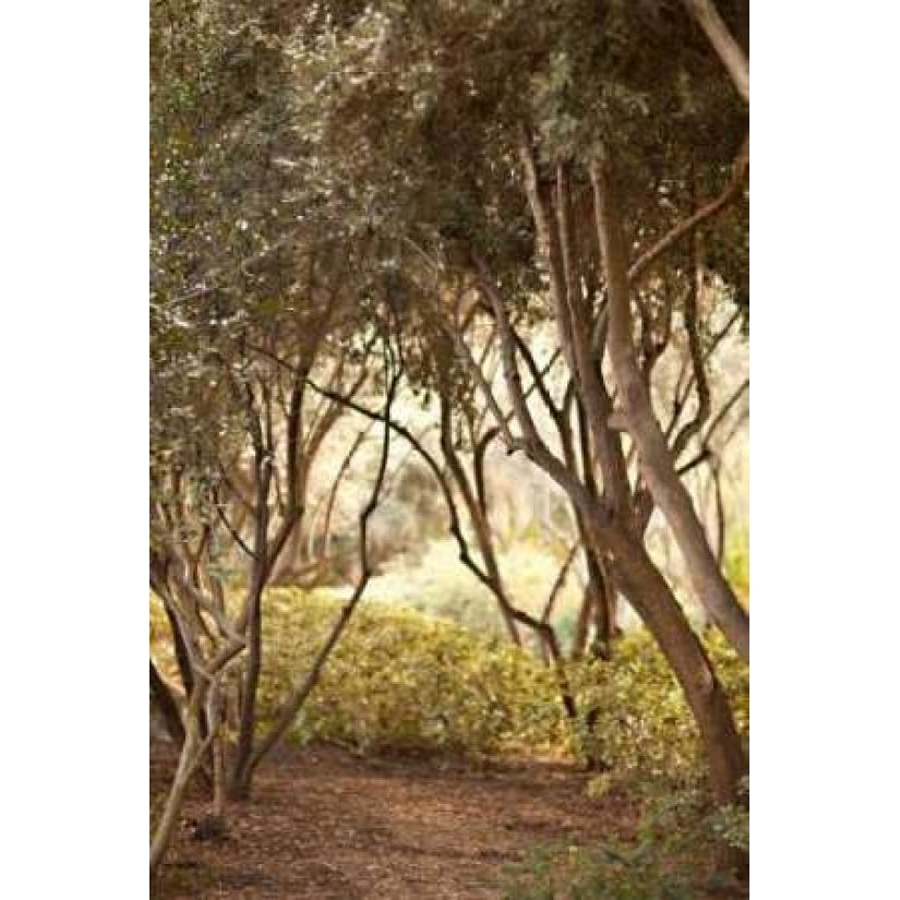 Secret Garden I Poster Print by Karyn Millet-VARPDXPSMLT346 Image 1