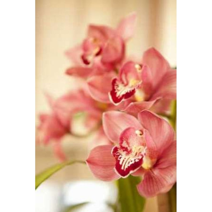 Pink Orchid I Poster Print by Karyn Millet-VARPDXPSMLT372 Image 1