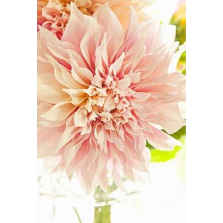 Pink Dahlia I Poster Print by Karyn Millet-VARPDXPSMLT445 Image 1