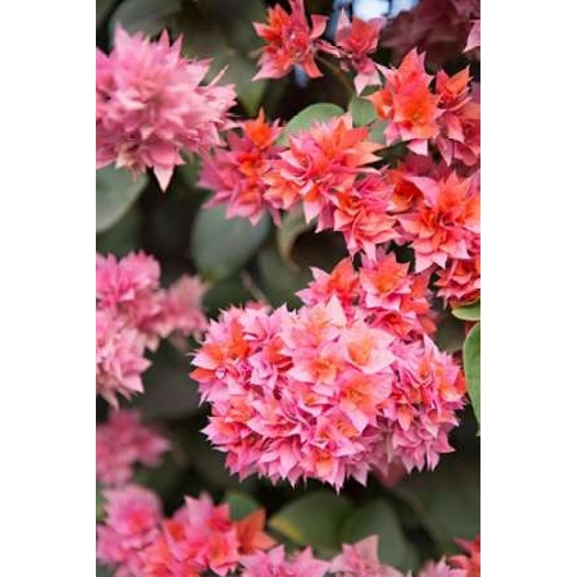 Pink Flowers II Poster Print by Karyn Millet-VARPDXPSMLT462 Image 1