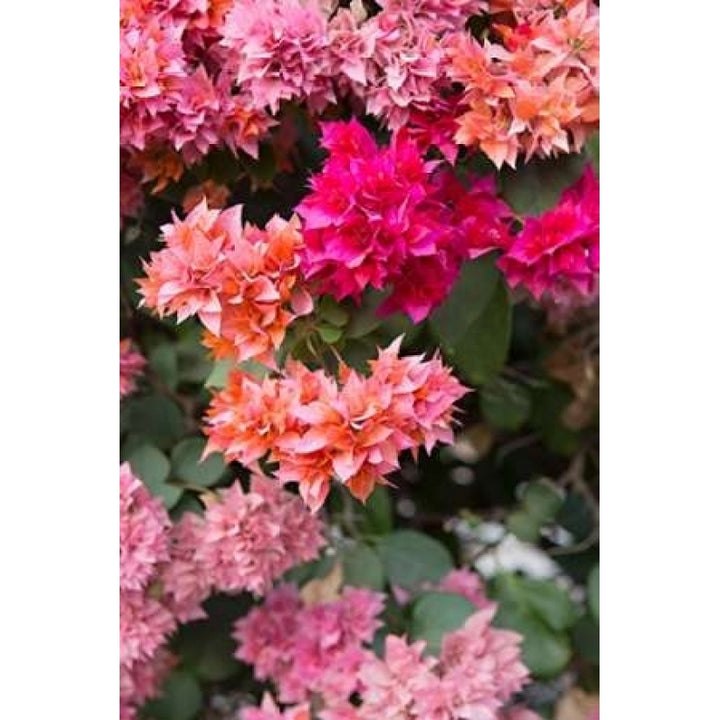 Pink Flowers I Poster Print by Karyn Millet-VARPDXPSMLT461 Image 1