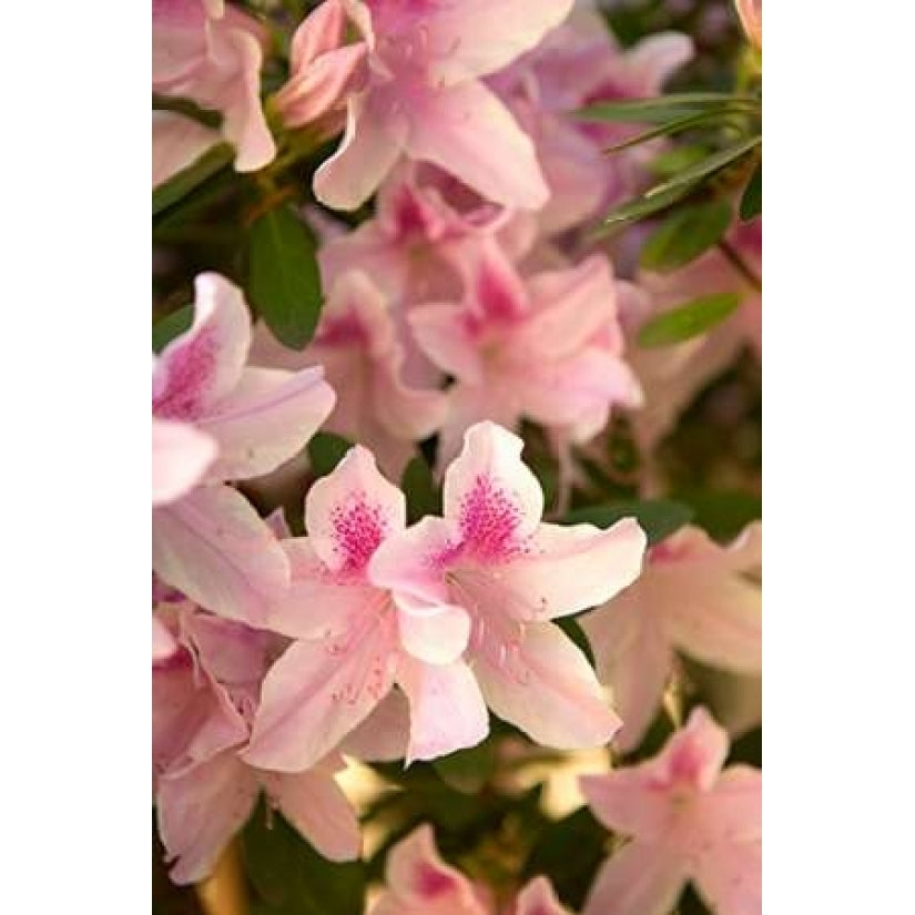 Pink Rhody II Poster Print by Karyn Millet-VARPDXPSMLT464 Image 1