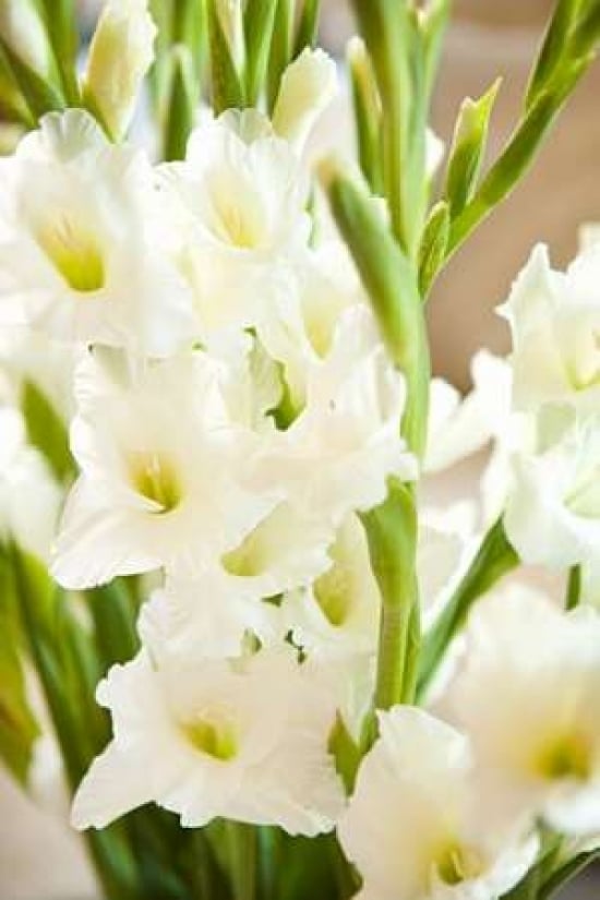 Gladiolus Poster Print by Karyn Millet-VARPDXPSMLT484 Image 1