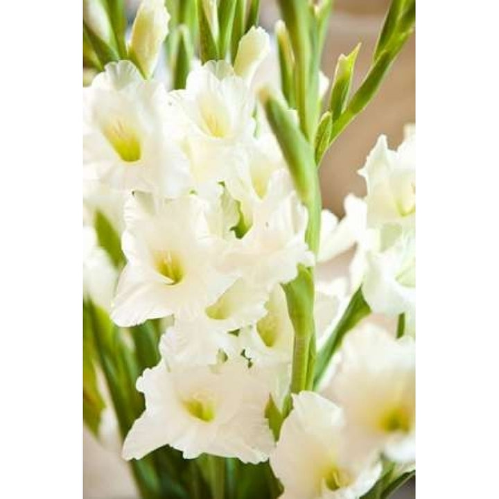 Gladiolus Poster Print by Karyn Millet-VARPDXPSMLT484 Image 1