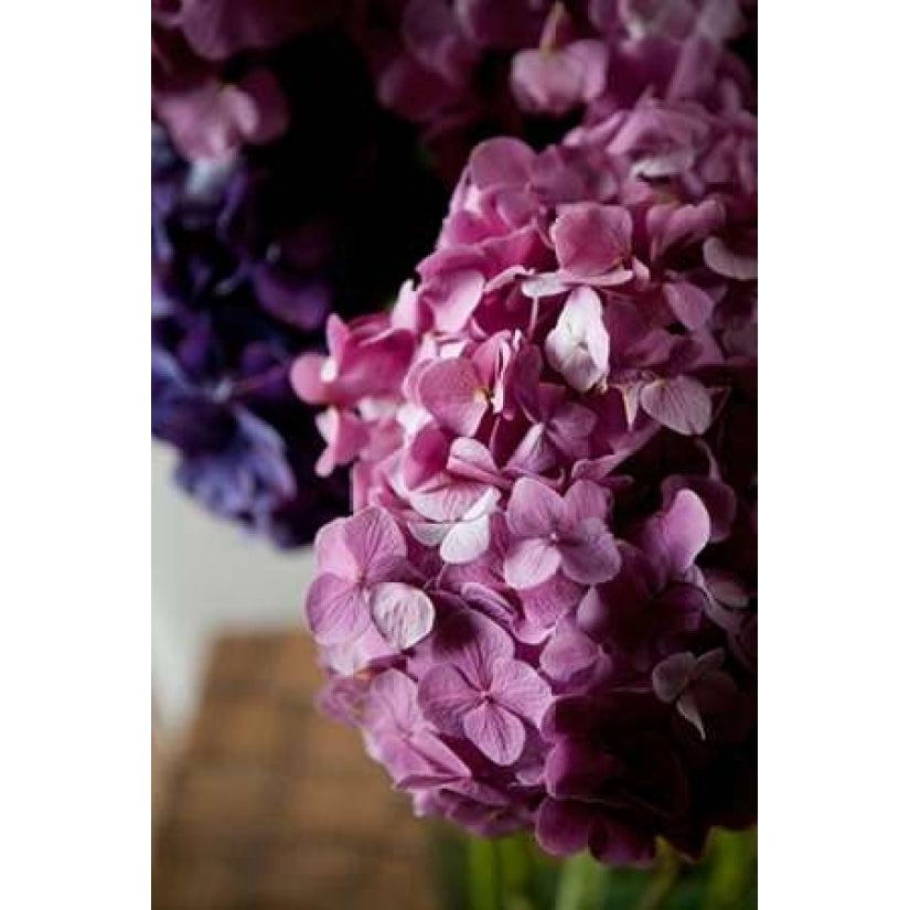 Hydrangea Poster Print by Karyn Millet-VARPDXPSMLT470 Image 1