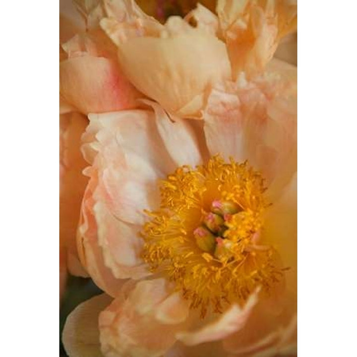 Peach Peonies I Poster Print by Karyn Millet-VARPDXPSMLT465 Image 1