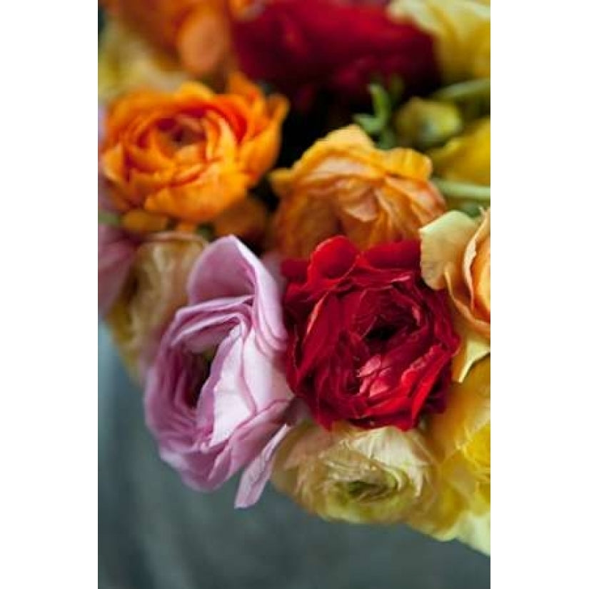 Ranunculus II Poster Print by Karyn Millet-VARPDXPSMLT468 Image 1