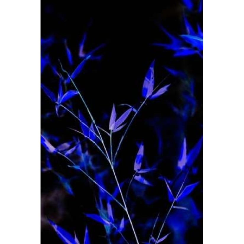 Bamboo at Night I Poster Print by Karyn Millet-VARPDXPSMLT527 Image 1