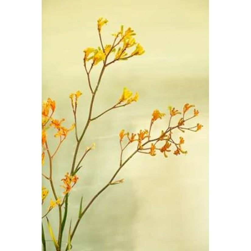 Kangaroo Paw I Poster Print by Karyn Millet-VARPDXPSMLT523 Image 1