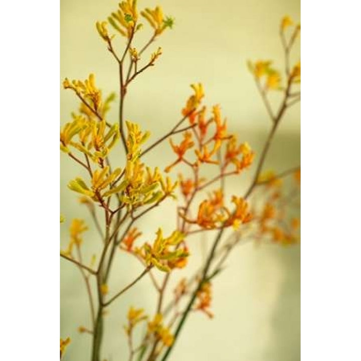 Kangaroo Paw II Poster Print by Karyn Millet-VARPDXPSMLT524 Image 1