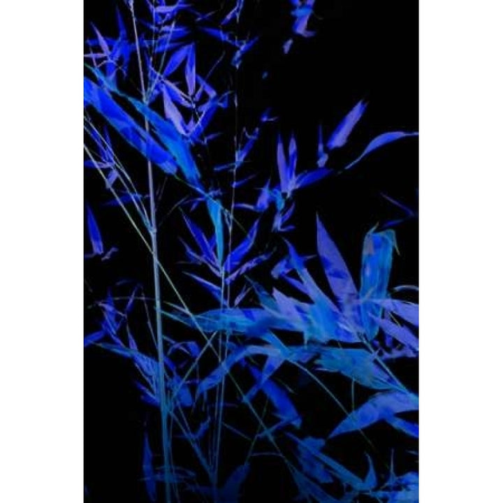 Bamboo at Night II Poster Print by Karyn Millet-VARPDXPSMLT528 Image 1