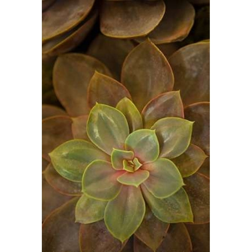 Succulent I Poster Print by Karyn Millet-VARPDXPSMLT535 Image 1