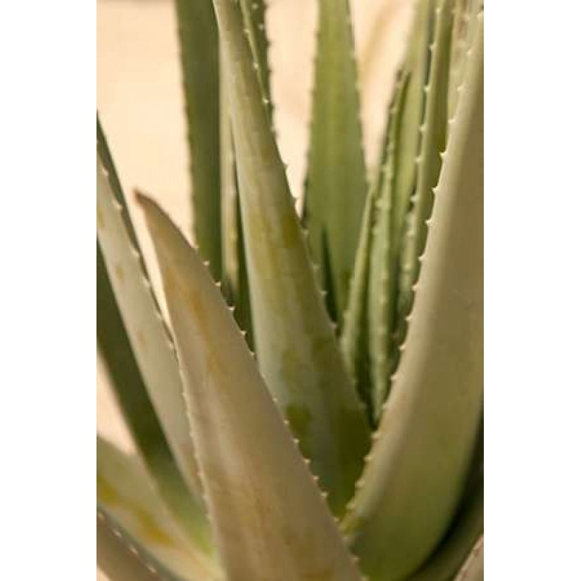 Aloe Poster Print by Karyn Millet-VARPDXPSMLT542 Image 2