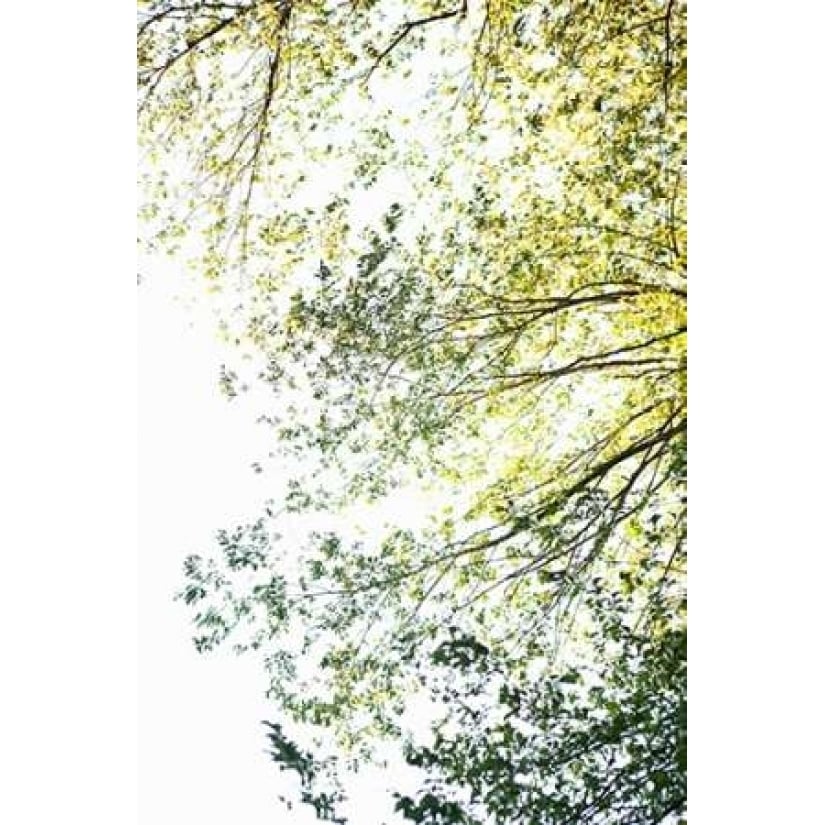 Trees II Poster Print by Karyn Millet-VARPDXPSMLT548 Image 1