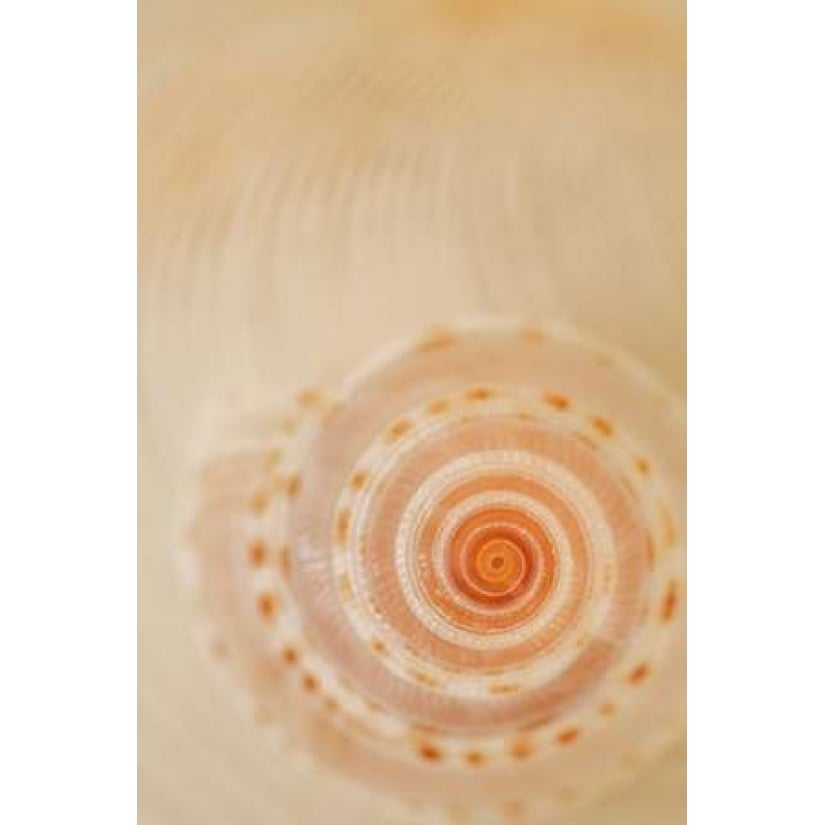 Sea Shells I Poster Print by Karyn Millet-VARPDXPSMLT565 Image 1