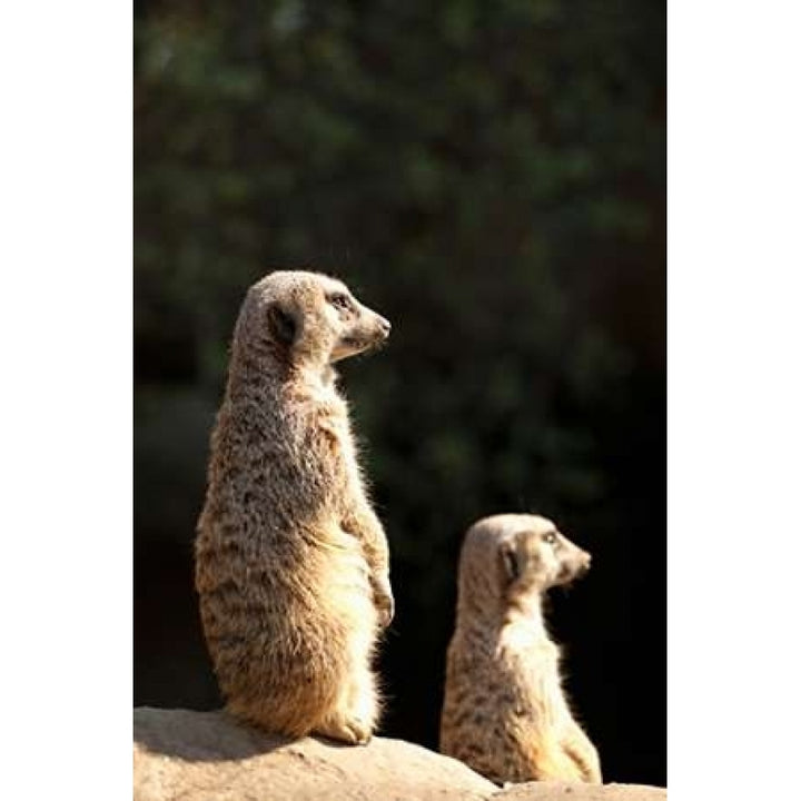 Meerkats Poster Print by Karyn Millet-VARPDXPSMLT619 Image 1