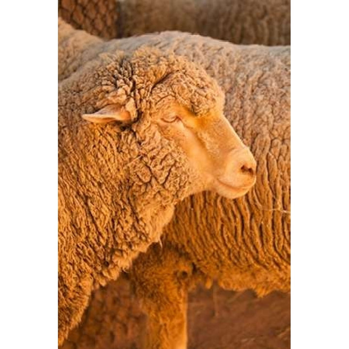 Sheep Poster Print by Karyn Millet-VARPDXPSMLT627 Image 1