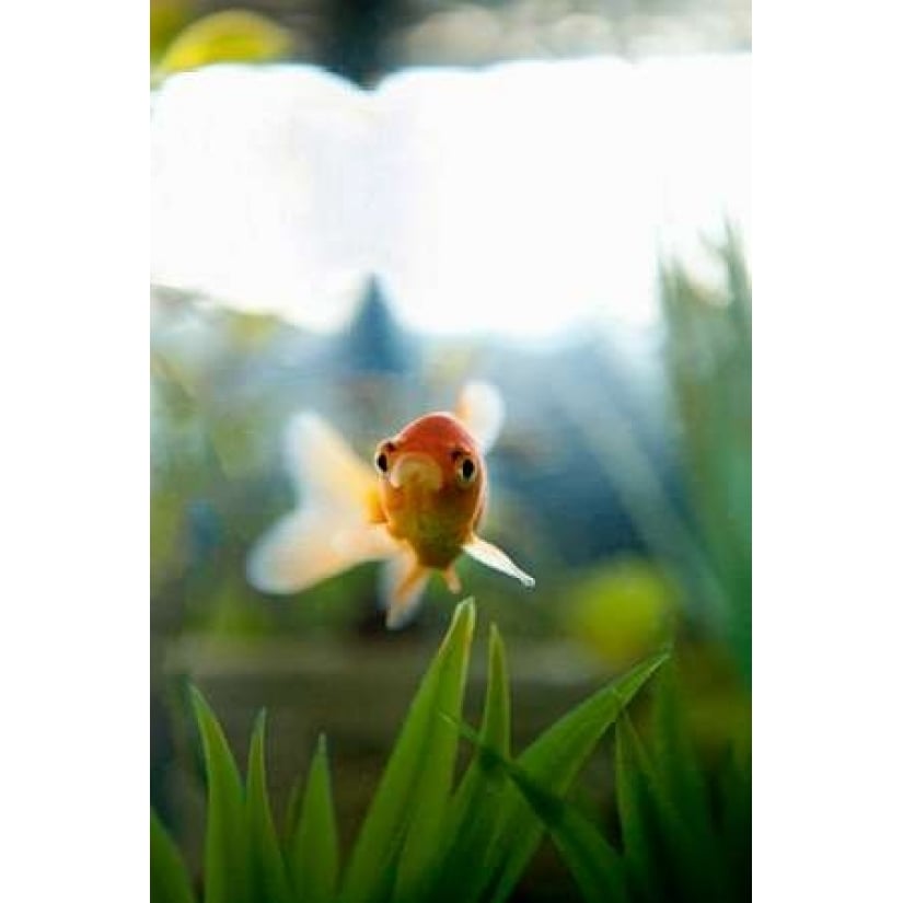 Goldfish I Poster Print by Karyn Millet-VARPDXPSMLT623 Image 1