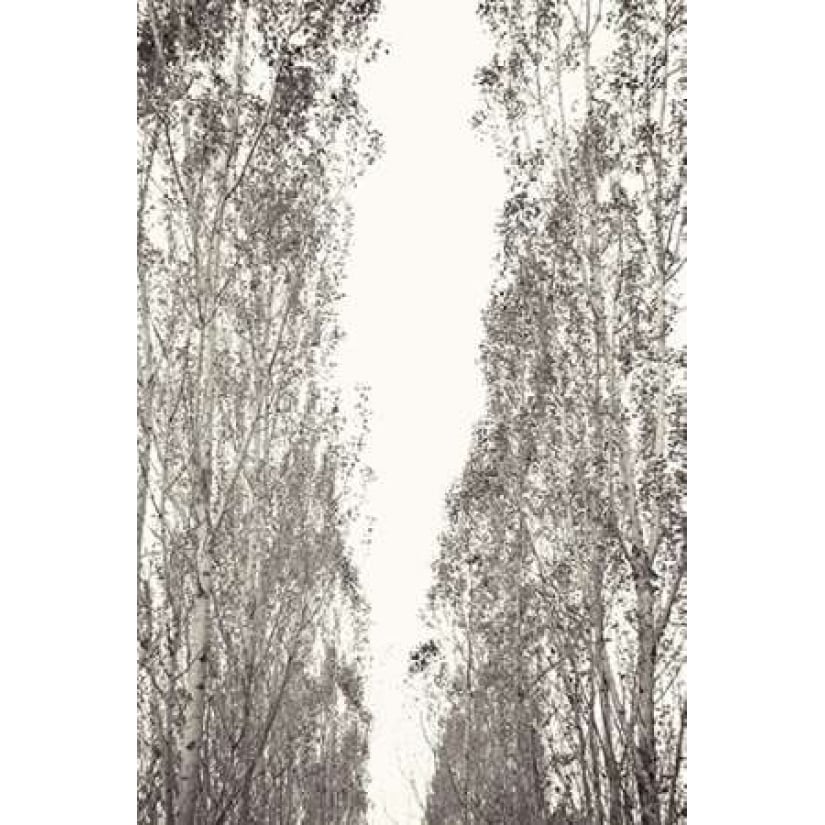 Trees III Poster Print by Karyn Millet-VARPDXPSMLT585 Image 1