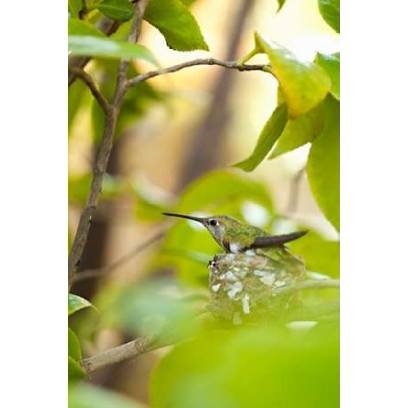 Hummingbird Poster Print by Karyn Millet-VARPDXPSMLT621 Image 1