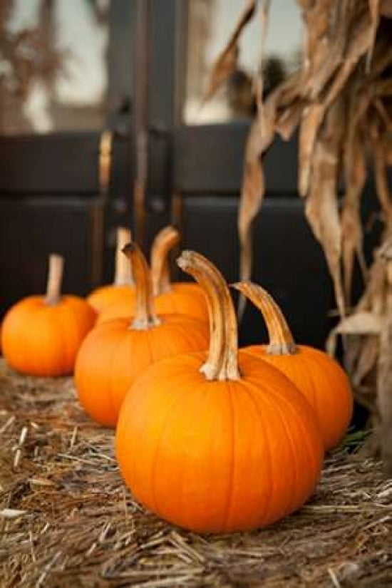 Pumpkins II Poster Print by Karyn Millet-VARPDXPSMLT684 Image 1