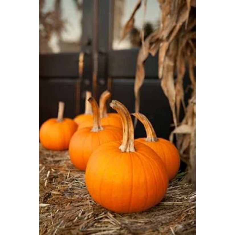 Pumpkins II Poster Print by Karyn Millet-VARPDXPSMLT684 Image 2