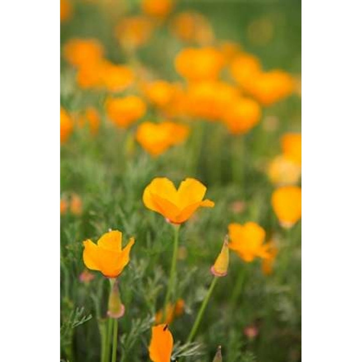 California Poppies Poster Print by Karyn Millet-VARPDXPSMLT691 Image 2