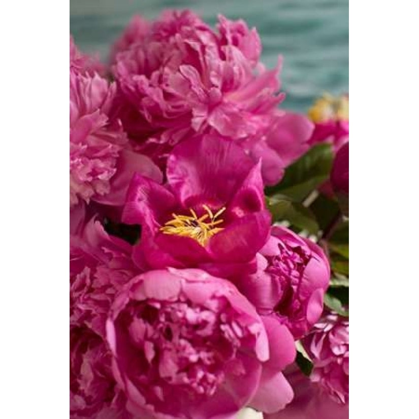 Fuchsia Peonies II Poster Print by Karyn Millet-VARPDXPSMLT699 Image 2