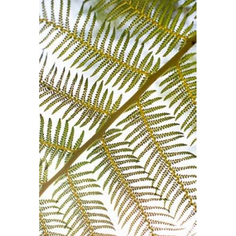 Fern Poster Print by Karyn Millet-VARPDXPSMLT727 Image 2