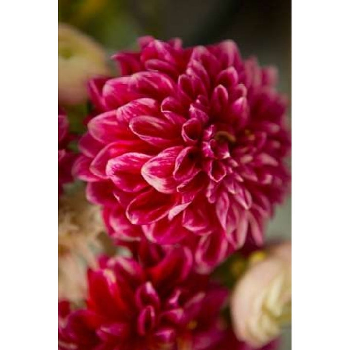 Pink and White Dahlias II Poster Print by Karyn Millet-VARPDXPSMLT702 Image 2