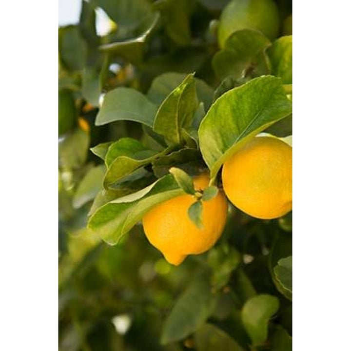 Lemon Grove III Poster Print by Karyn Millet-VARPDXPSMLT736 Image 2