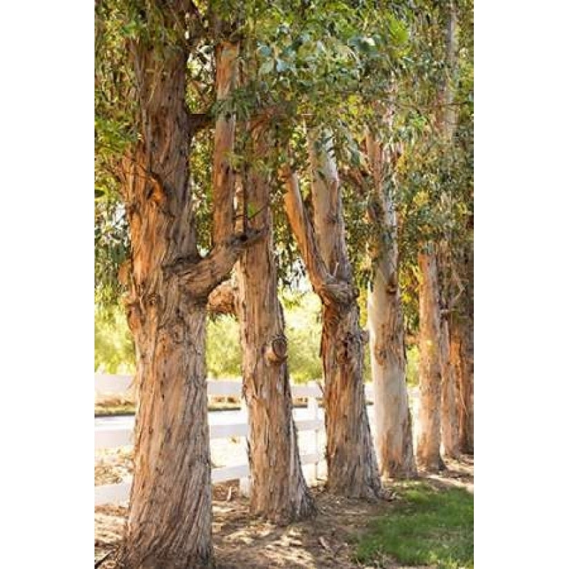 Eucalyptus Trees Poster Print by Karyn Millet-VARPDXPSMLT763 Image 1