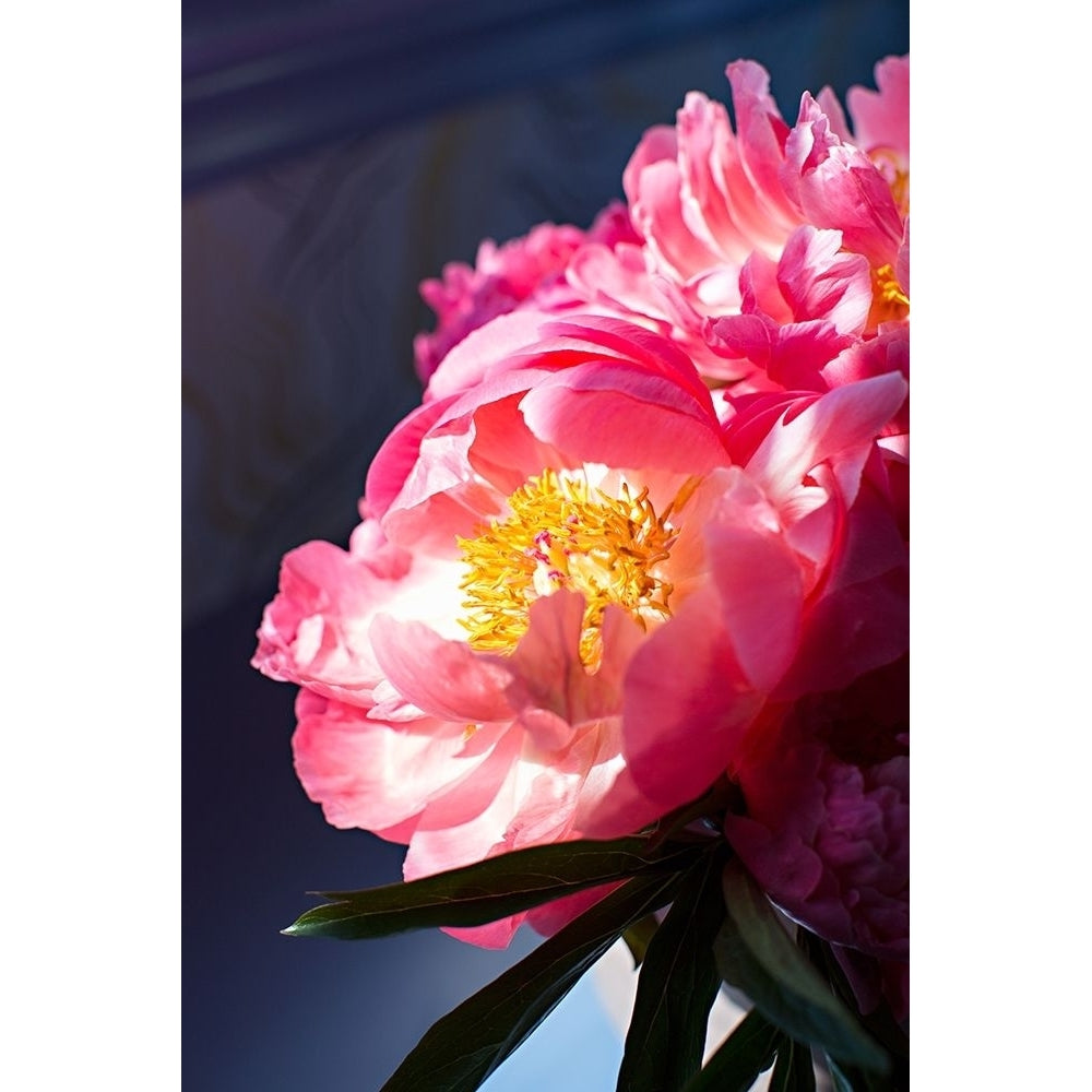 Pink Floral Bloom Poster Print by Karyn Millet-VARPDXPSMLT800 Image 1