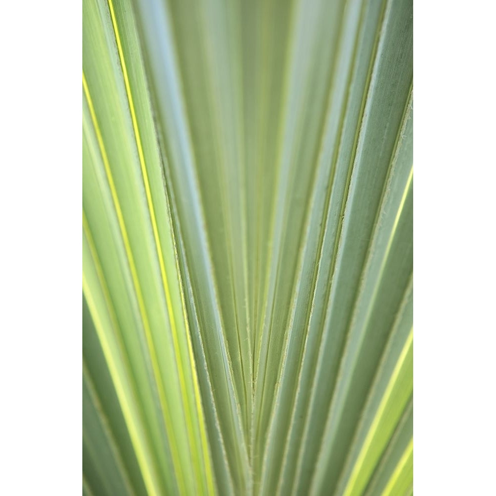 Tropical Leaf Close-Up II Poster Print by Karyn Millet-VARPDXPSMLT812 Image 1