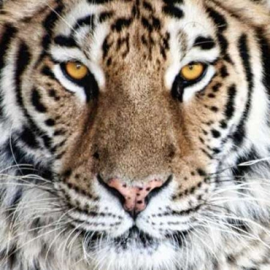 Bengal Tiger Eyes Poster Print by C. Thomas McNemar-VARPDXPSMNR144 Image 2