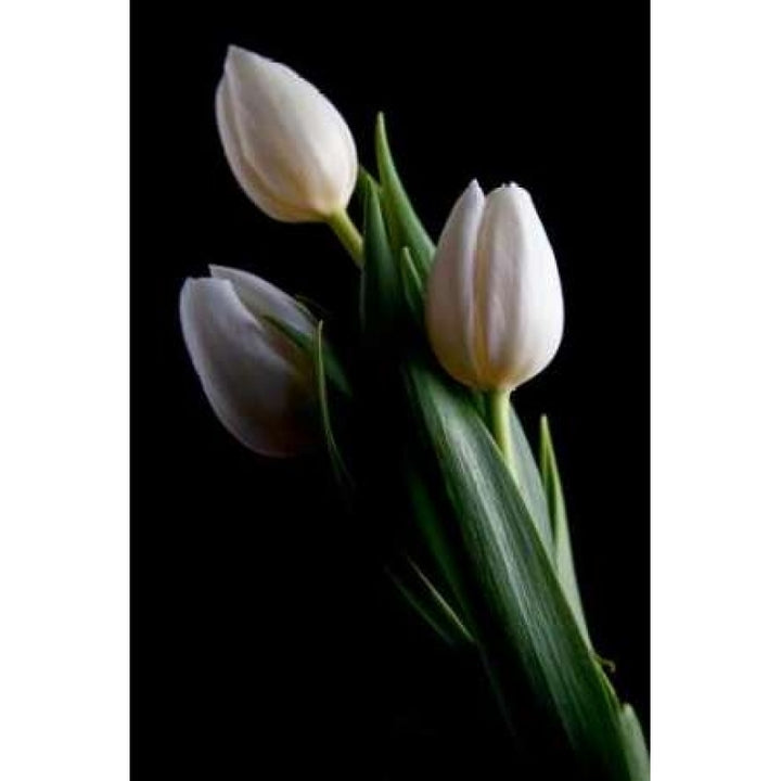 Tulips IV Poster Print by C. Thomas McNemar-VARPDXPSMNR268 Image 1