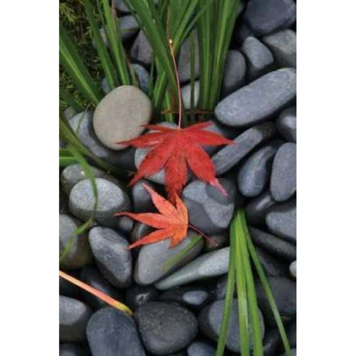 Maple Leaves I Poster Print by Brian Moore-VARPDXPSMRE160 Image 2