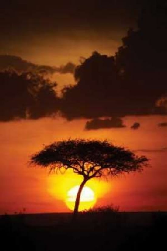 Kenya Sunrise Poster Print by Susann Parker-VARPDXPSPKR103 Image 1