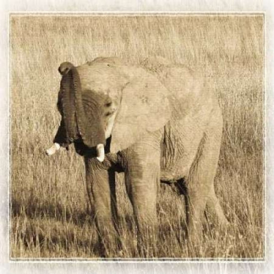 Young Africa Elephant Poster Print by Susann Parker-VARPDXPSPKR110 Image 1