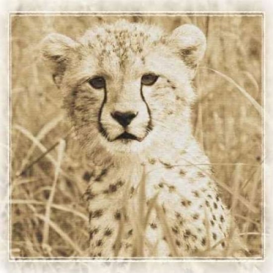 Young Africa Cheetah Poster Print by Susann Parker-VARPDXPSPKR109 Image 1